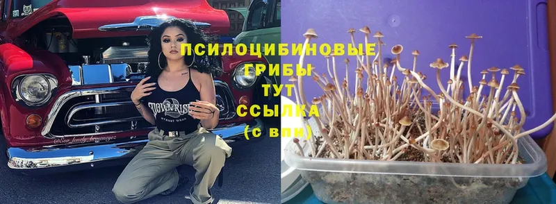 Галлюциногенные грибы Psilocybe  где найти наркотики  Касли 